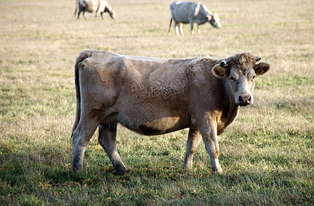 白奶牛日光动物农场动物群草地视角中心植物群牧场视图图片