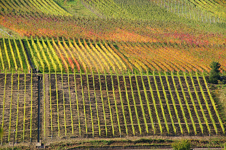 摩斯勒岛上有彩色葡萄园种植藤蔓葡萄红色颜色黄色绿色栽培落叶季节背景图片