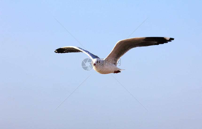一张飞行海鸥的照片海洋蓝色野生动物翼展动物晴天航班羽毛翅膀辉光图片