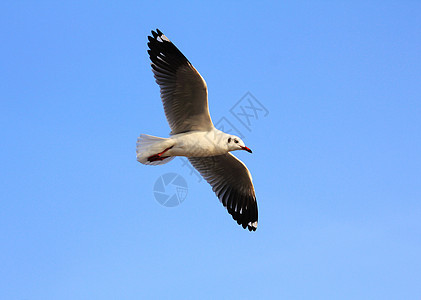 一张飞翔的海鸥和蓝天空的照片羽毛天空自由翅膀海洋晴天动物航班蓝色翼展图片