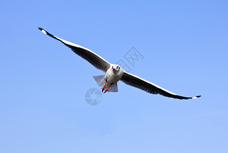 一张飞翔的海鸥和蓝天空的照片自由天空野生动物动物羽毛翅膀白色海鸟辉光航班图片