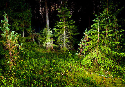夜林地衣森林环境灌木丛野生动物荒野树木草地小精灵叶子图片