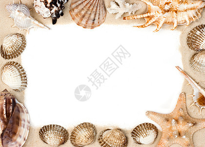 沙滩上的壳壳贝壳海岸框架珊瑚团体星星贝类沙漠海星海滨图片