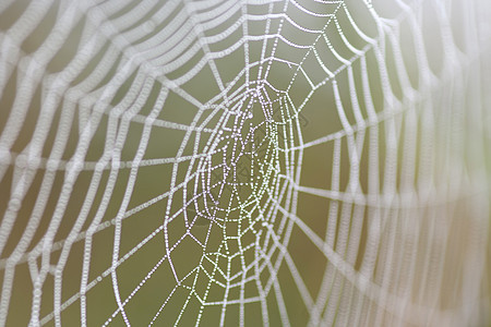 露天可泡网蛛网工作斑点羊毛宏观蜘蛛网珠子蹼状灯丝纤维图片