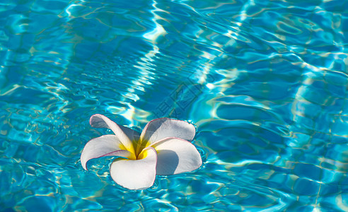 弗朗比帕尼花朵旅行树脂白色世界鸡蛋花温泉天堂绿色水池颜料图片