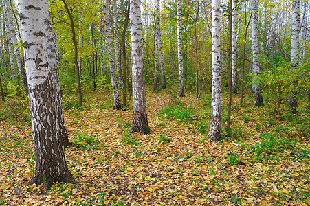 在秋天的白树林中荒野场景植物树木环境团体衬套树林季节森林图片