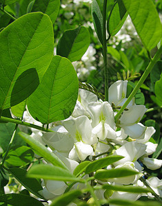 开花花绿色叶子森林白色季节树木树叶图片