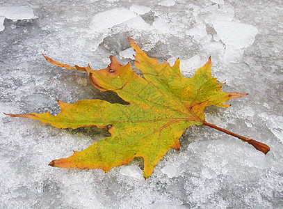 冰雪上的叶叶子图片