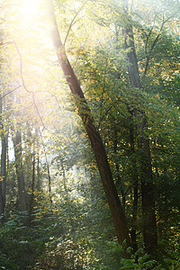 秋季公园薄雾环境亮度场景季节太阳风景木头阳光阴影图片