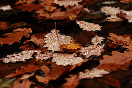 落叶上满是雨滴艺术叶子棕色植物古董宏观水晶飞沫黄色森林图片
