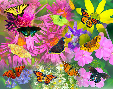 蝴蝶和花花的碰撞图片
