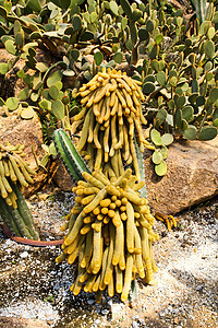 泰兰巴塔亚PattayaNong Nooch热带植物园的仙人掌热带情调脊柱气候沙漠荒野植物植物群异国损伤图片