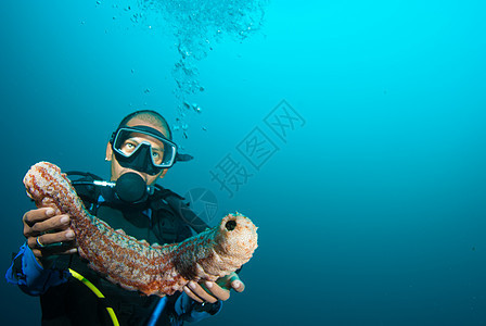 持有海参的Scuba潜水员动物环境教学珊瑚探险家潜水探索展示蓝色指导图片