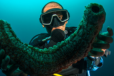 持有海参的Scuba潜水员教学岩石黄瓜指导讲师探索环境浮潜生活珊瑚图片