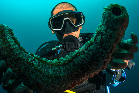 持有海参的Scuba潜水员教学岩石黄瓜指导讲师探索环境浮潜生活珊瑚图片