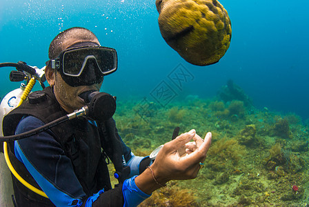 持有海参的Scuba潜水员黄瓜动物蓝色教学探险家娱乐潜水海洋生活展示图片