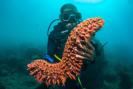 持有海参的Scuba潜水员指导环境讲师教学旅游黄瓜生活娱乐触手探险家图片