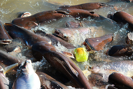 食用被剥除的鱼渔夫淡水食物美食渔业文化市场产品饮食旅行图片
