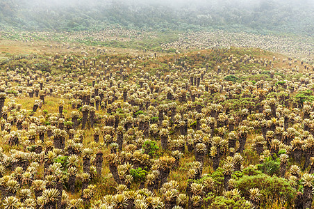 哥伦比亚的Frailejon植物图片