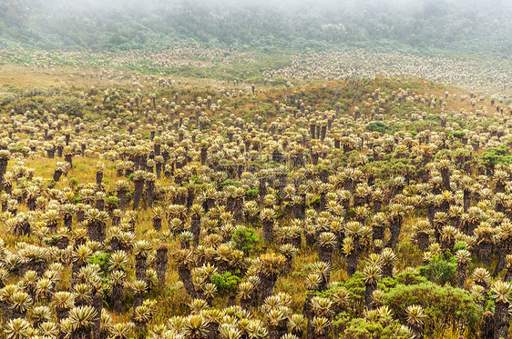 哥伦比亚的Frailejon植物图片