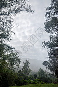 美丽的薄雾雨林图片
