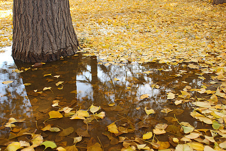 Ginkgo 树叶叶子黄色季节图片