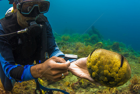 持有海参的Scuba潜水员生活旅游展示指导浮潜触手珊瑚动物探险家蓝色图片