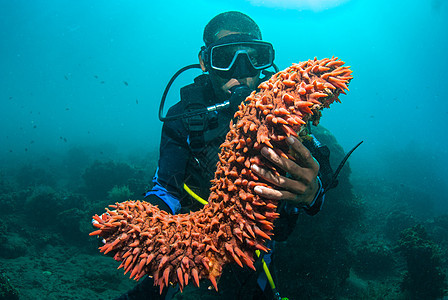 持有海参的Scuba潜水员指导珊瑚旅游娱乐探索环境教学展示岩石潜水图片