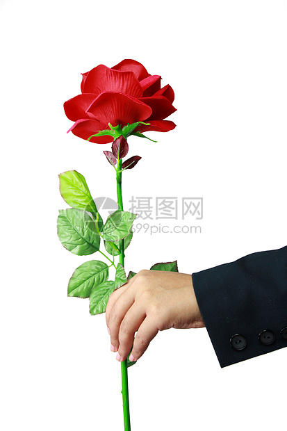 白色背景上孤立的红玫瑰手举起来玫瑰园艺美丽生长婚礼男人绿色礼物花束红色图片