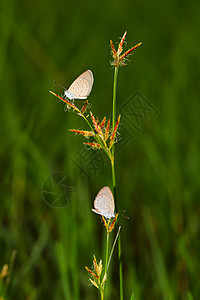 两只蝴蝶在草地上女王迁徙翅膀昆虫黑色花瓣底面橙子花园图片