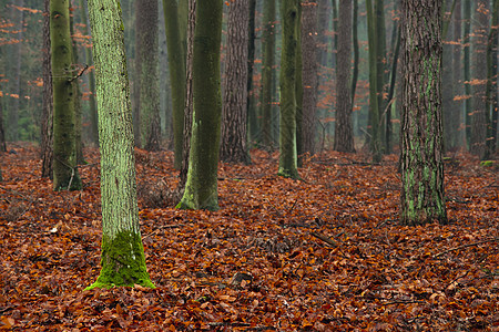 神秘森林林地苔藓树叶风景叶子荒野季节橙子松树公园图片
