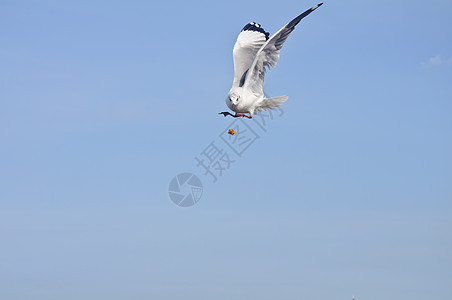 独自一人的白海鸥在蓝天捕食食物飞行野生动物羽毛飞机航班翅膀自由海洋晴天图片