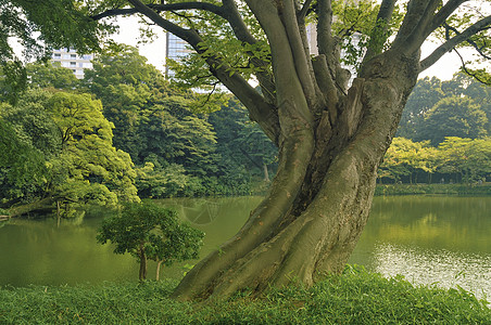 东京Korakuen公园石头公园叶子乐园城市黄色池塘绿色地标天气图片