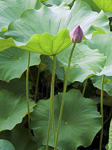 莲花芽绿色植物叶子池塘荷花图片