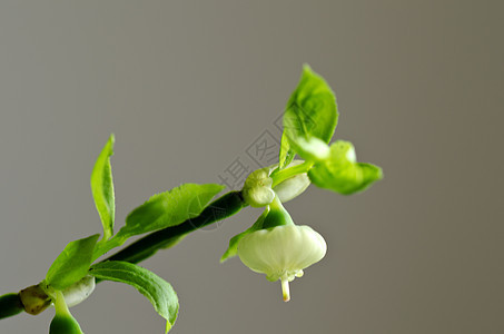 蓝莓芽食物场地衬套宏观农场浆果植物灌木水果树叶图片