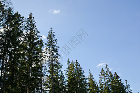 斯普鲁采森林绿色林地天空林业面板蓝色云杉生长图片
