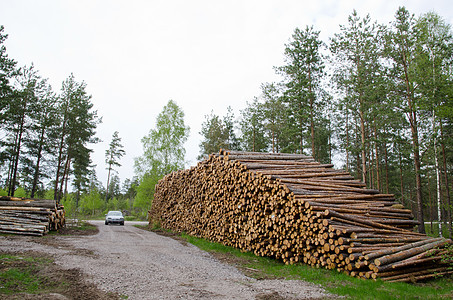 木材堆蓝色戒指柴堆商业环境生物质圆圈松树回收树干图片