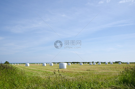 田地上的巴勒斯季节干草食物草地天空环境国家农场绿色稻草图片