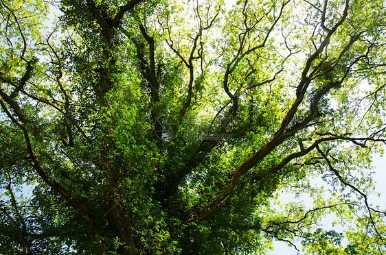 旧橡树橡木缠绕绿色季节森林木头天空植物植物学季节性图片
