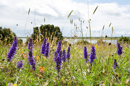 蓝花花野花杂草紫色宏观尖刺植物蓝色美丽高清图片