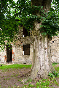 树干旅游地标灰色城堡窗户废墟建筑观光石头植物图片