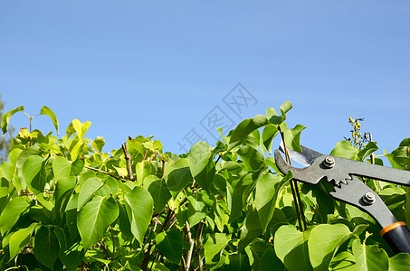 剪贴机工作树篱工具植物紫丁香边缘园丁剪子天空修剪图片