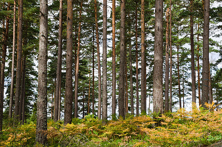 斯堪的纳维亚松树林太阳环境木头树干荒野林业森林场景阳光松树图片