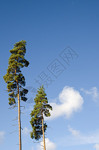 蓝天空的松树国家环境农村晴天天空森林蓝色树干季节植物图片