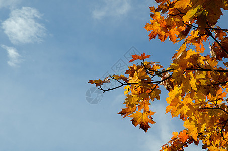 秋叶蓝色乡村树木农村阳光天空水平叶子太阳黄色图片