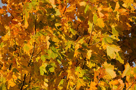 秋季背景季节性红色多叶叶子框架墙纸植物森林橙子风格图片