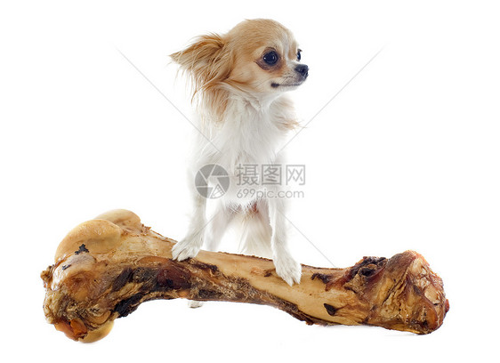 鸡和骨头宠物棕色动物白色工作室犬类伴侣图片