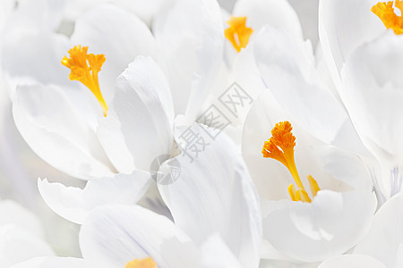 白花花植物群生长黄色花园植物白色花朵图片