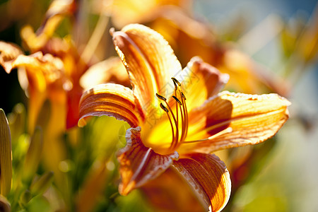 虎丽花花园黄色橙子花朵花瓣植物群植物学百合生长老虎图片