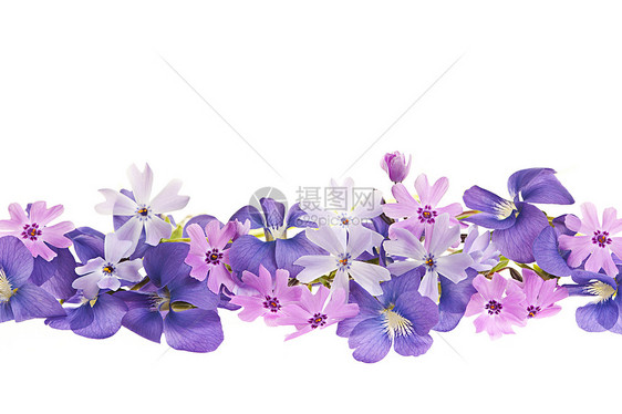 紫春花边图片